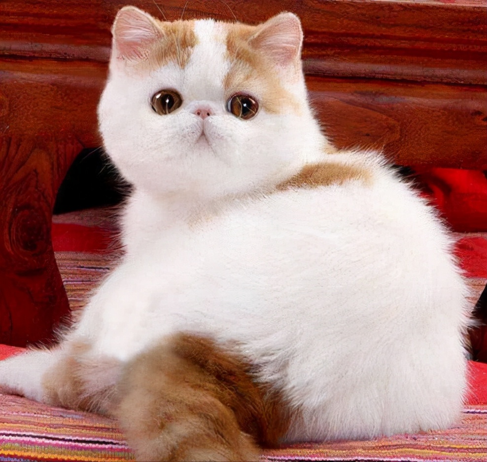 加菲猫泪痕严重是什么原因导致的,加菲猫为什么有泪痕