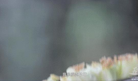 全程舔屏，开播就飙到9.4分，全中国最懂吃的那个男人又来了