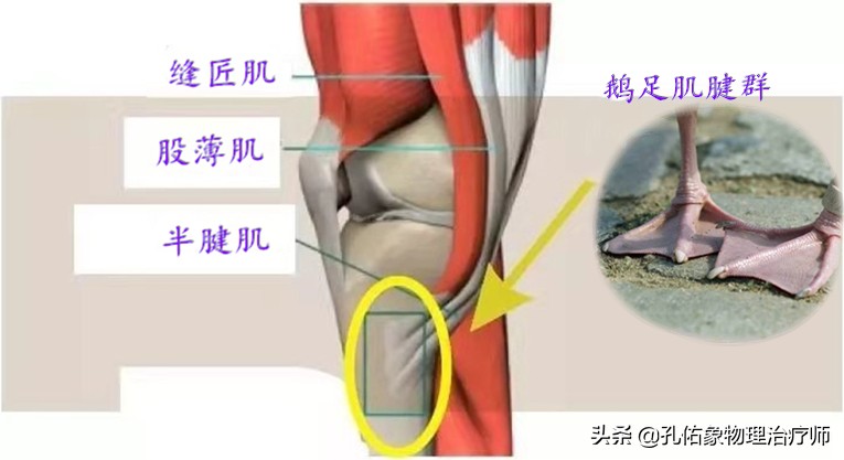 膝关节疼痛位置判断得了什么病,膝关节疼痛一般什么原因引起的