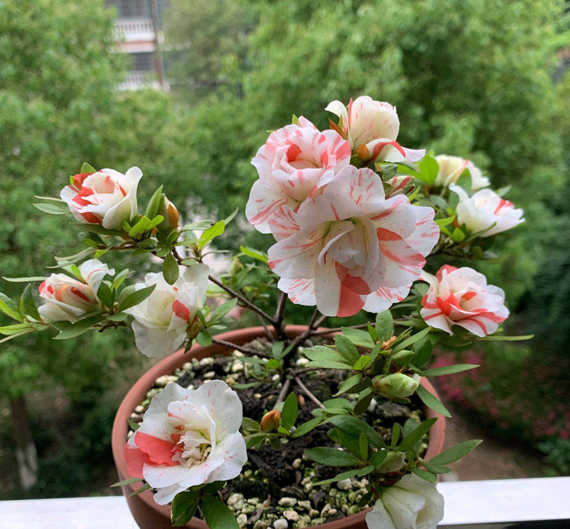 杜鹃花好不好养活,杜鹃花好不好养