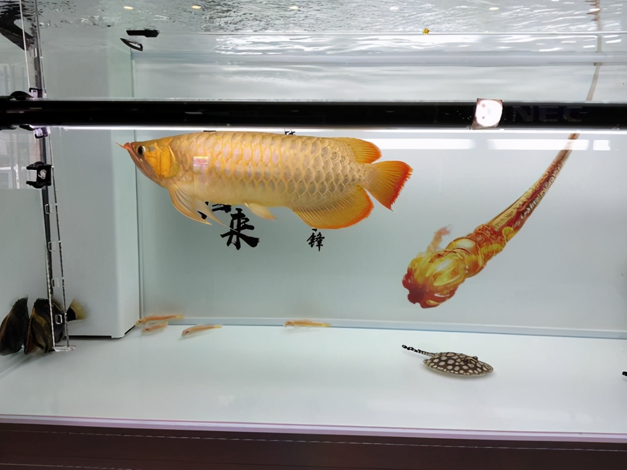 观赏鱼最好养的品种不需要经常喂,觉得自己养的观赏鱼不好看