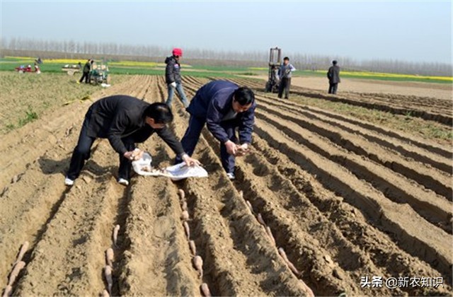 淮山高产施用微量元素方法,淮山高产优质栽培技术研究