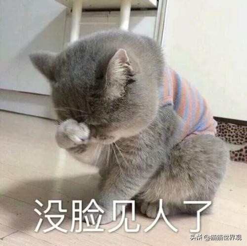 给猫剪胡须,猫的胡须为什么掉了