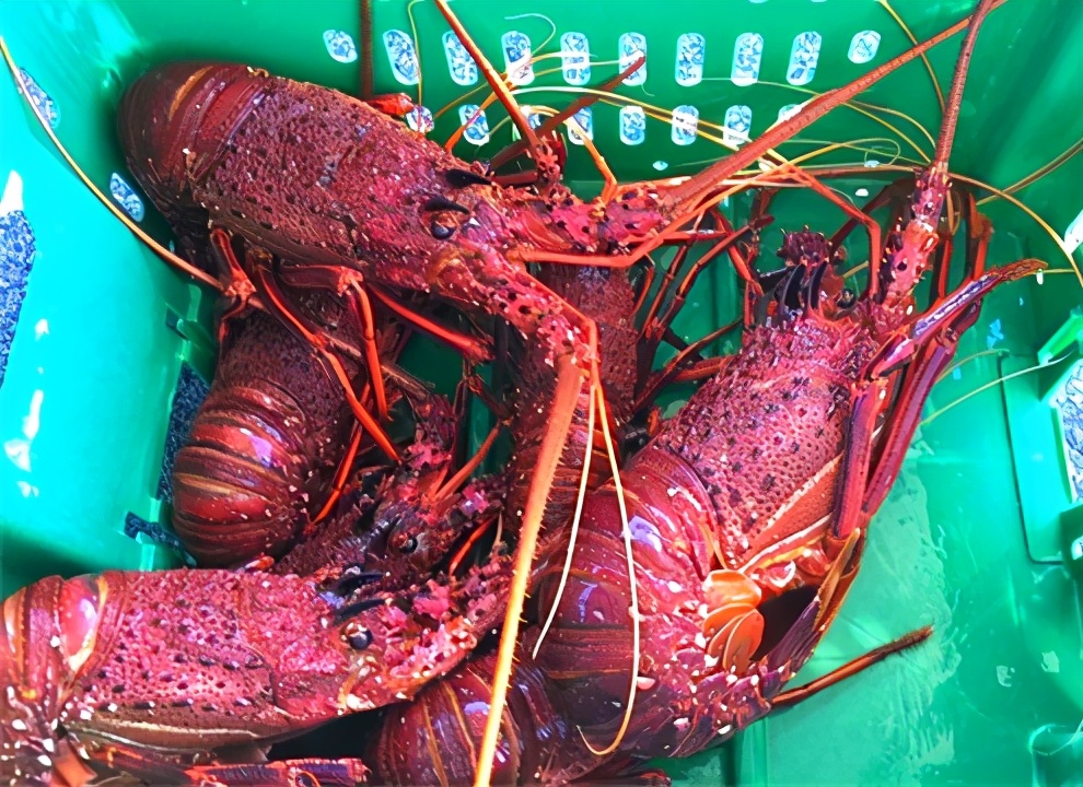 我是一个默默无闻的海钓人，但我可能吃过世界上所有的海鲜