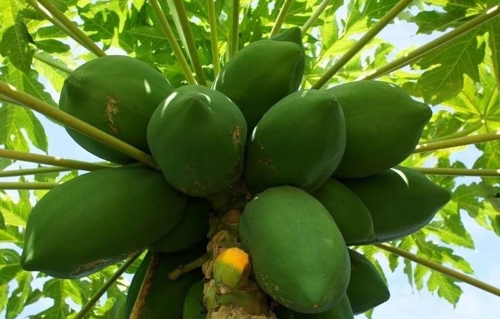 一年四季的时令蔬菜,一年四季的时令水果大全