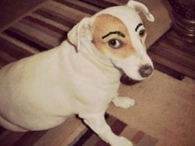 染眉膏新手,染眉膏的正确使用方法野生眉