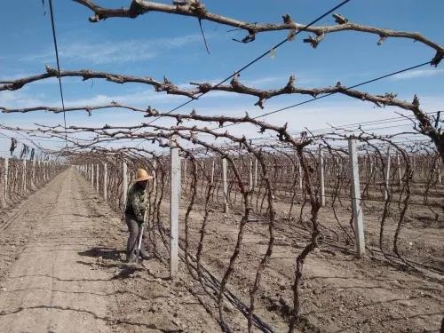 葡萄发霉是哪种病菌,葡萄发霉是什么样子