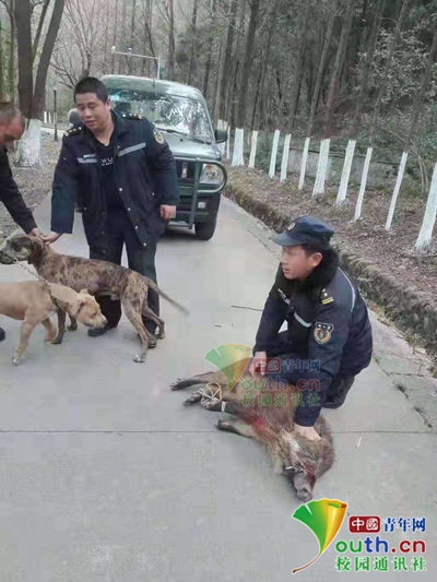 野猪深夜现身校园被捕获,野猪闯入校园被民警击毙
