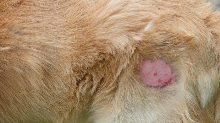 小狗球菌感染是什么原因引起的,小狗患真菌感染