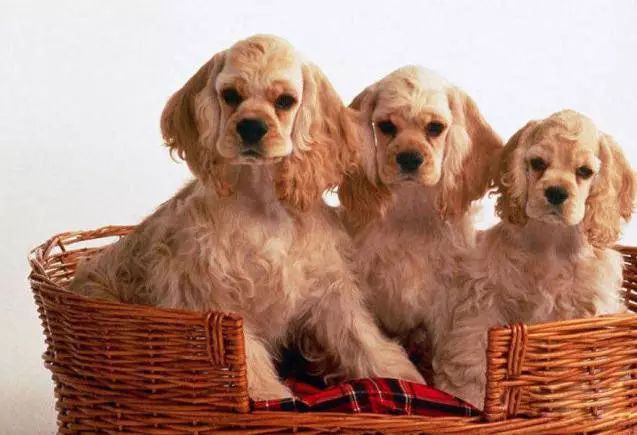 45只名犬排行,45种名犬您都认识吗