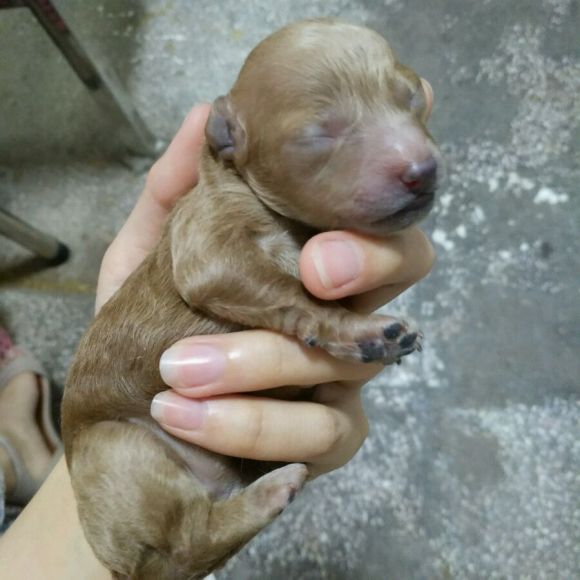 为什么母狗会把狗崽子送出去,为什么母狗会把小狗叼出窝