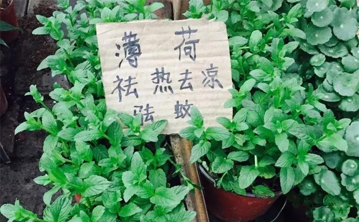 刚买的花，发蔫落苞加黄叶！为什么呢？多半是放错了位置