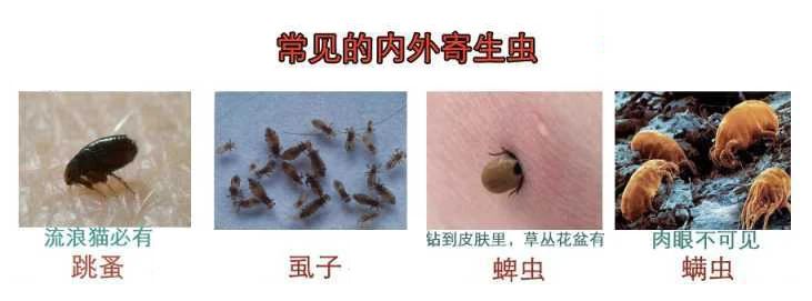 听说！前男友竟然把我的“阿拉斯加”变成了秃驴……