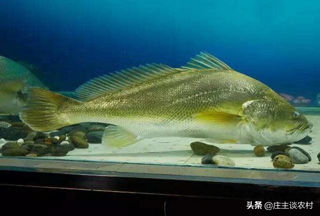 保护的小动物有哪些,保护类小动物