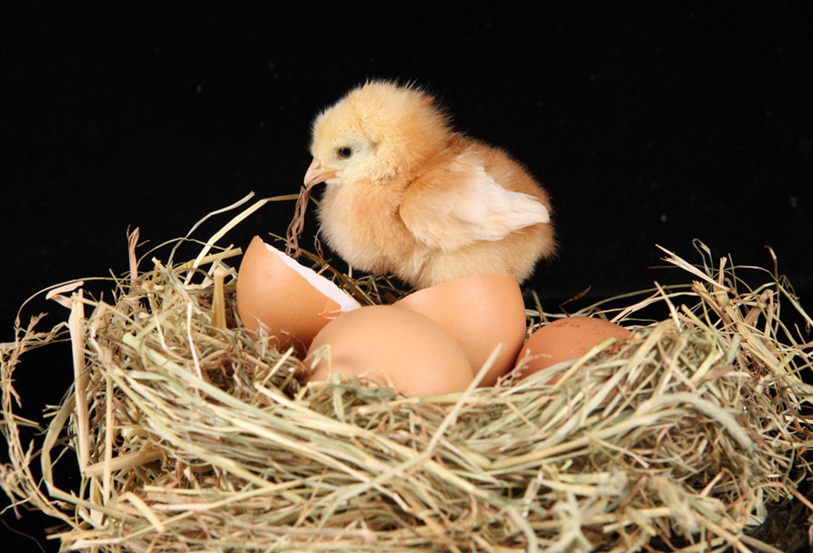 一只被鸡养大的鹰,一只被老鹰养大的鸡
