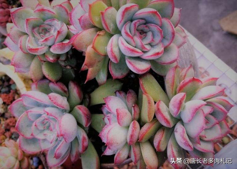 多肉荷花化水怎么办,多肉荷花开花了怎么处理