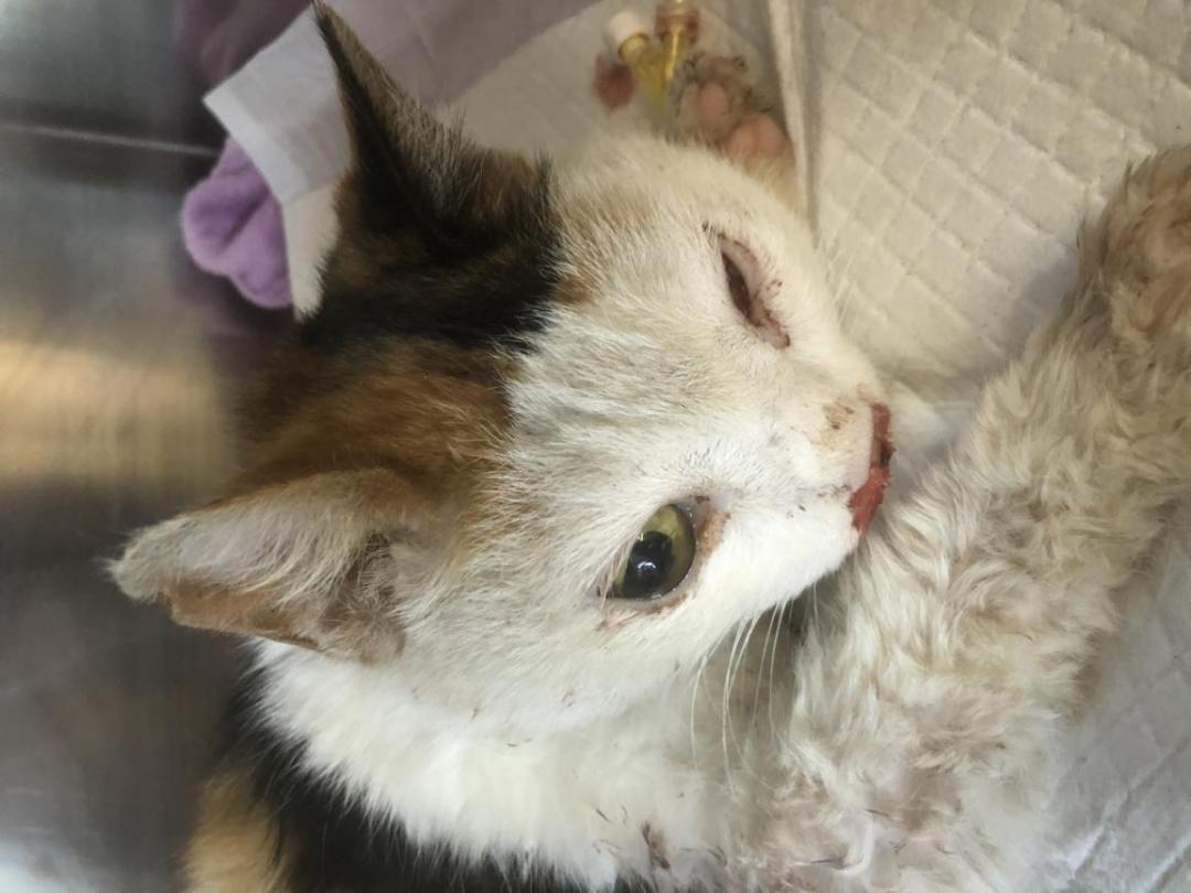 猫咪意外受到重伤怎么治疗,猫咪被车撞了怎么急救