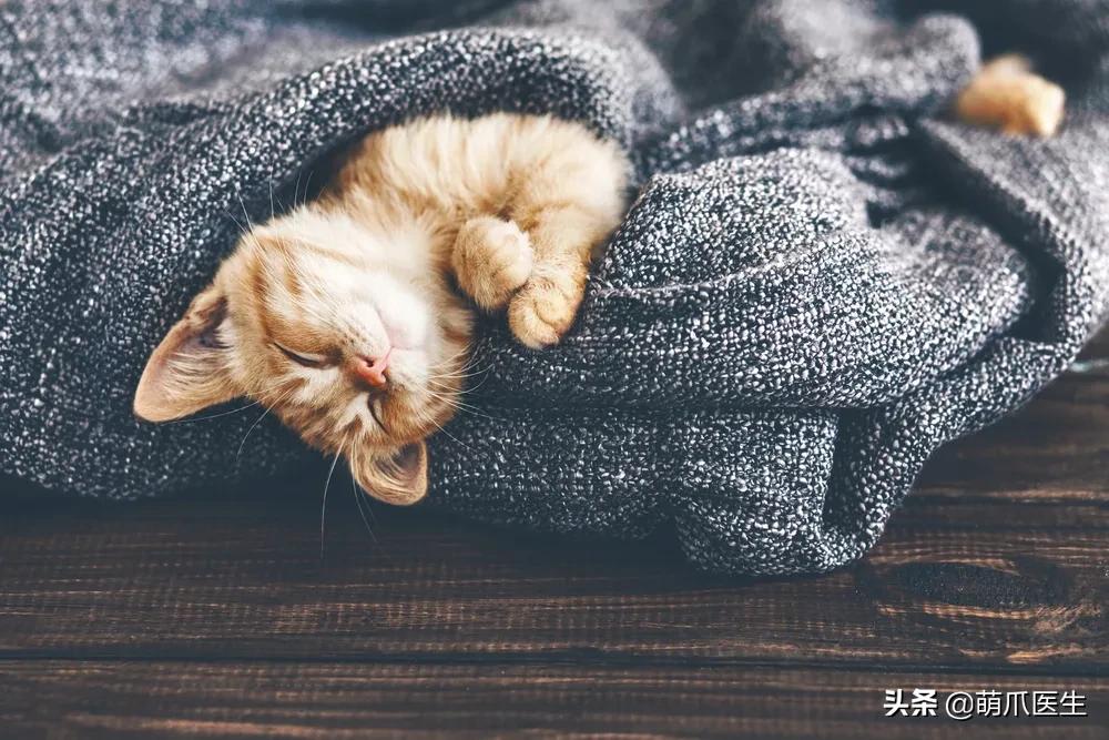 真正的摄影艺术，不是把猫绑在绳子上扔着飞起来