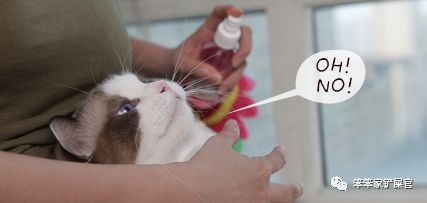 猫咪喜欢吃垃圾吃纸巾,猫咪异食癖撕咬纸箱