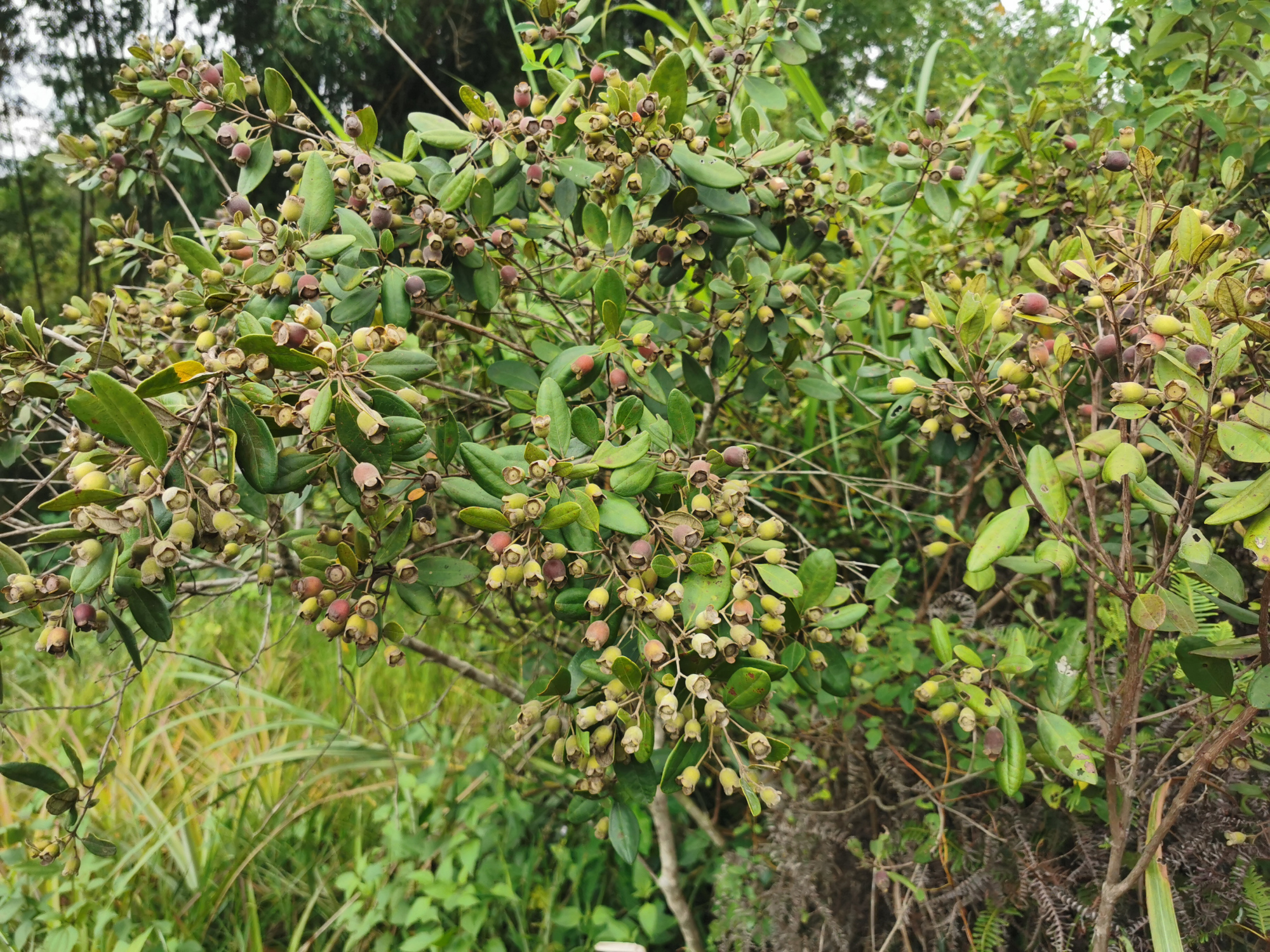 捻子酒半年后要把捻子捞出来吗,捻子酒制作方法