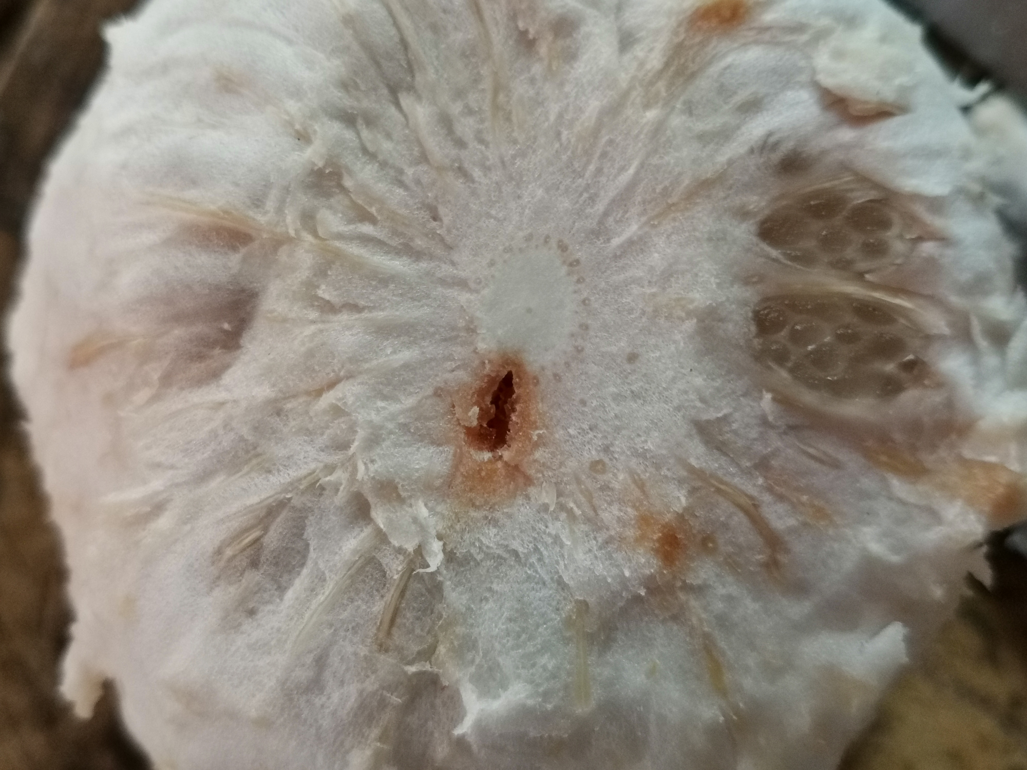 柚子自然脱落的原因,柚子大量落果是什么原因