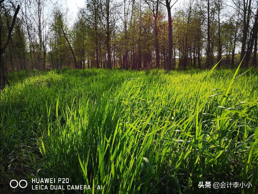 巢湖岸上草原,合肥岸上草原照片