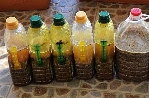 6月养茉莉花，十天浇一次“臭水”，花苞满枝，花香浓郁飘满屋