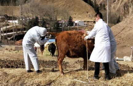 养牛户关注了，这种病感染牛同时传染人后不孕不育、教你怎么预防