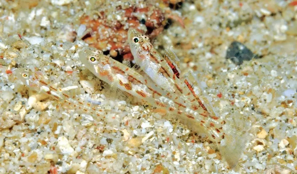 已经有很多人开始吸这种鱼，你却还没有正眼看过它