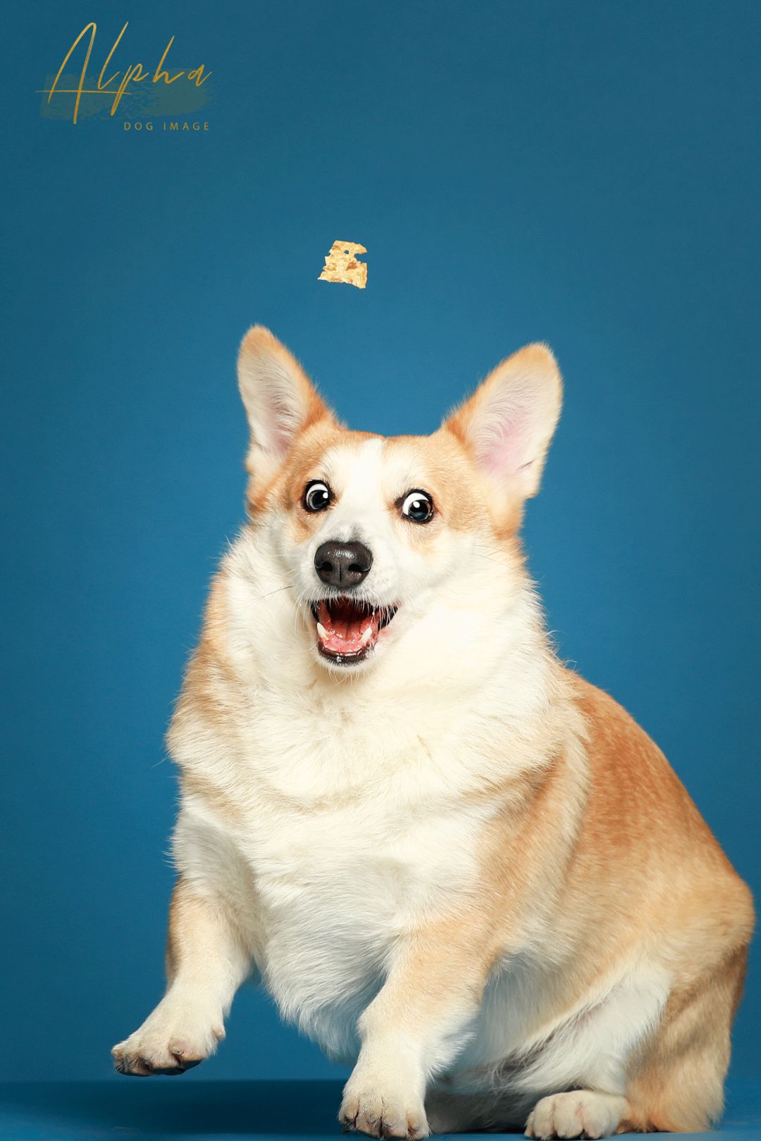 Pick到一家宝藏「宠物写真馆」！福利已谈好，铲屎官快冲鸭