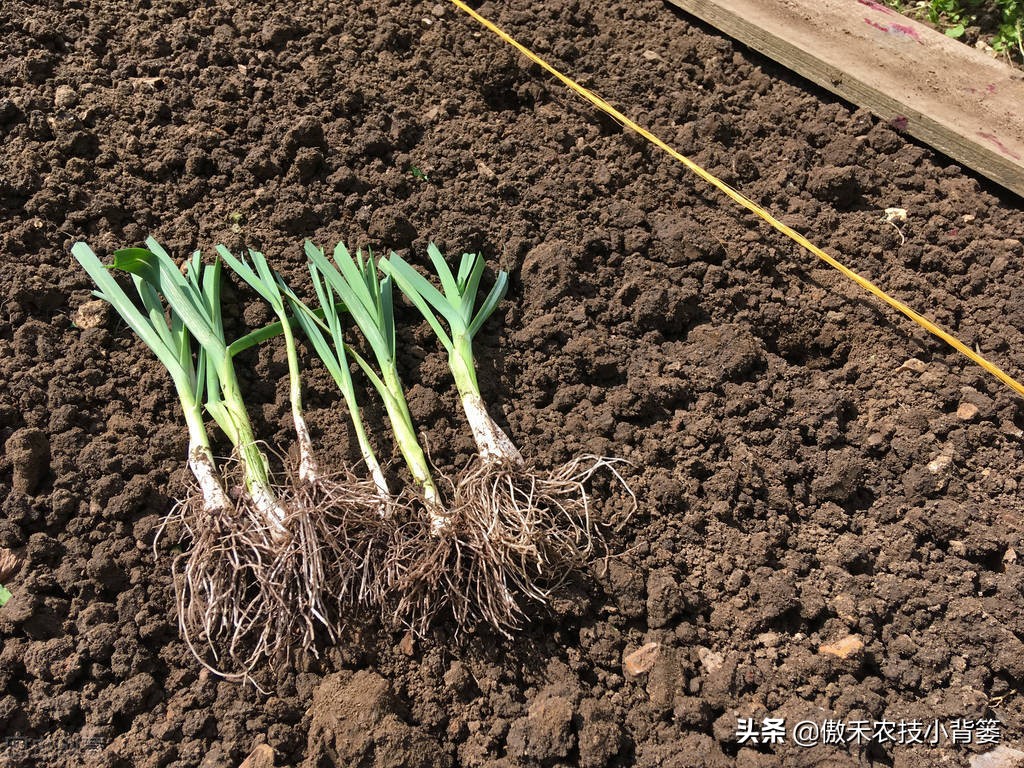 韭菜种植一两年要换土,韭菜种植盆栽多久采收