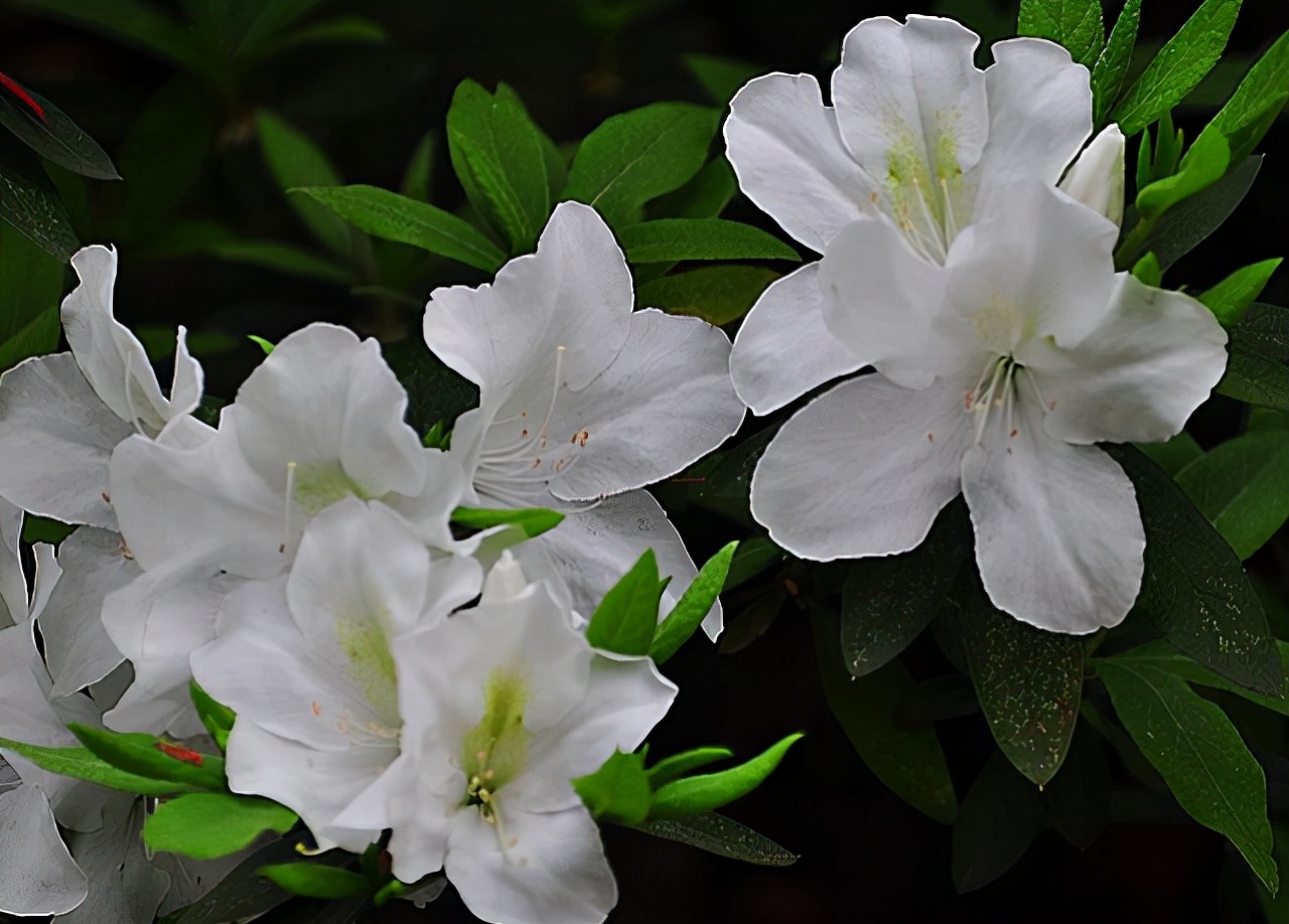 20种大毒花很多人养了却不知有毒,常见的4种毒花