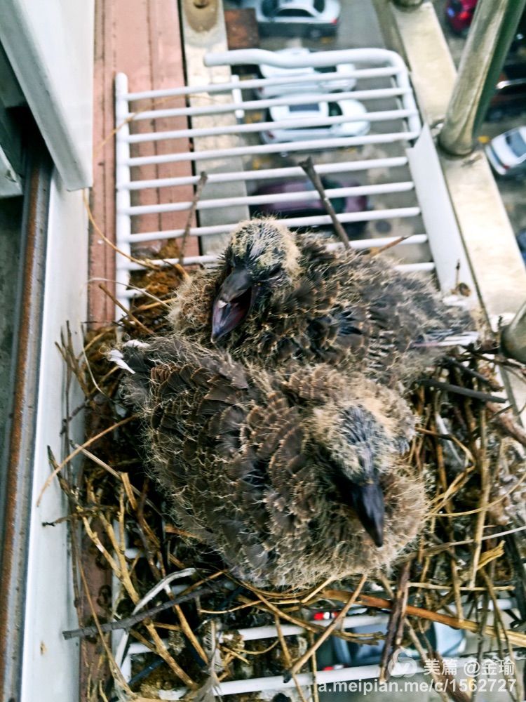 四只小鸟的故事视频,四只白鸟的故事