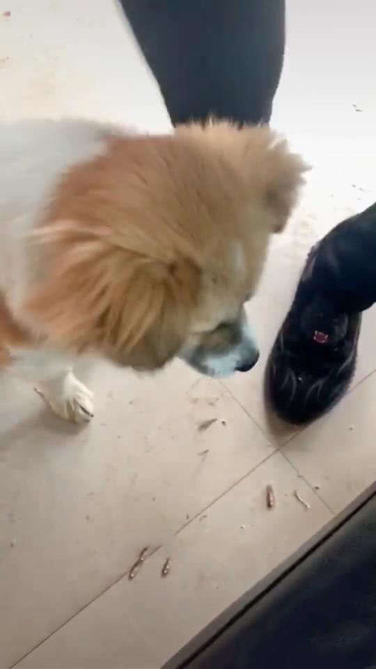 狗吃主人手中食物小心翼翼,狗吃零食主人过来立马吞