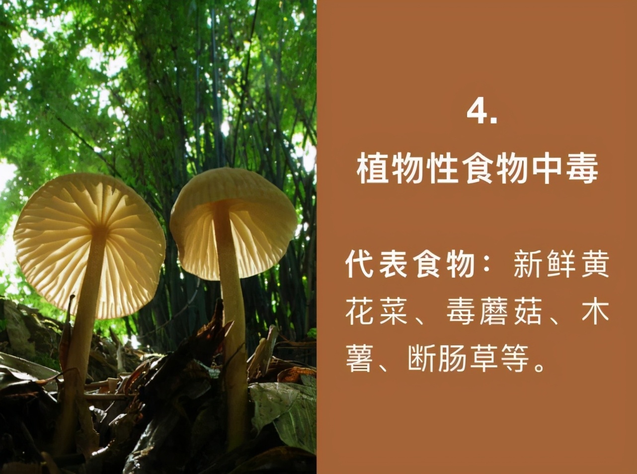 男子吃了一盘家常菜竟多器官衰竭,吃鱼胆中毒肝功能衰竭死亡