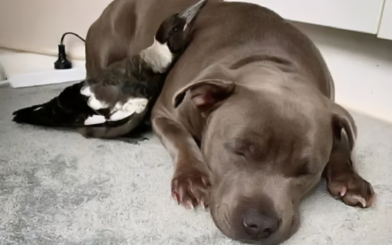 主人救了一只小狗,狗狗怀孕但是它有奶是不是难产