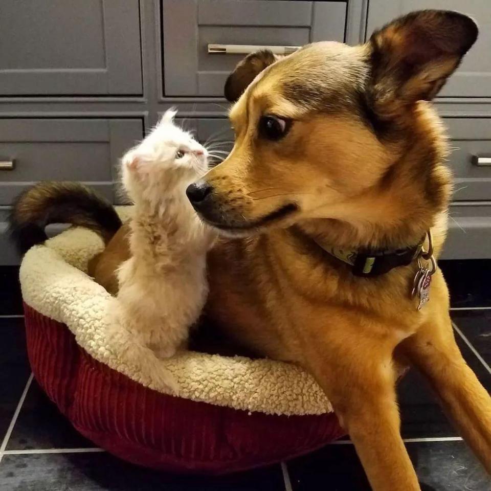 狗狗身上长了跳蚤喷了药多久洗掉,狗狗身上有跳蚤怎样快速处理