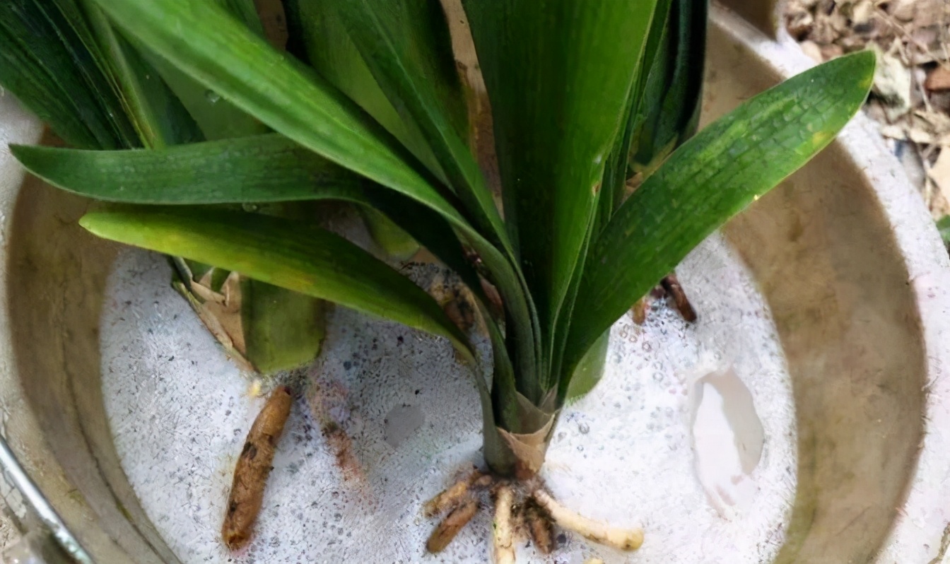 花卉水浇多了烂根怎么办,盆花水浇多了怎么办