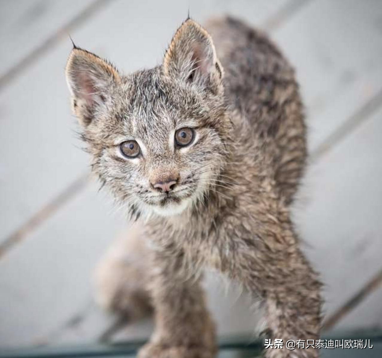 外面传来咚咚声把他吵醒，起床查看：家门口被它们占领了！