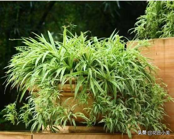 吊兰叶片少不长新叶片是什么原因,吊兰不长藤条怎么回事