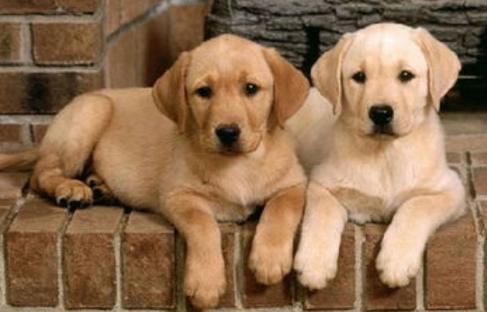 狗舌头有黑斑是不是很聪明,看狗舌头怎么分辨它的病症