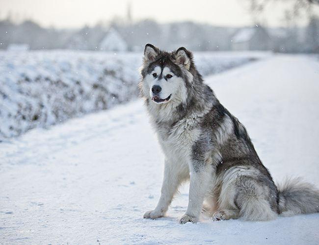 如何分辨哈士奇和阿拉斯加犬,哈士奇和阿拉斯加都是雪橇犬吗