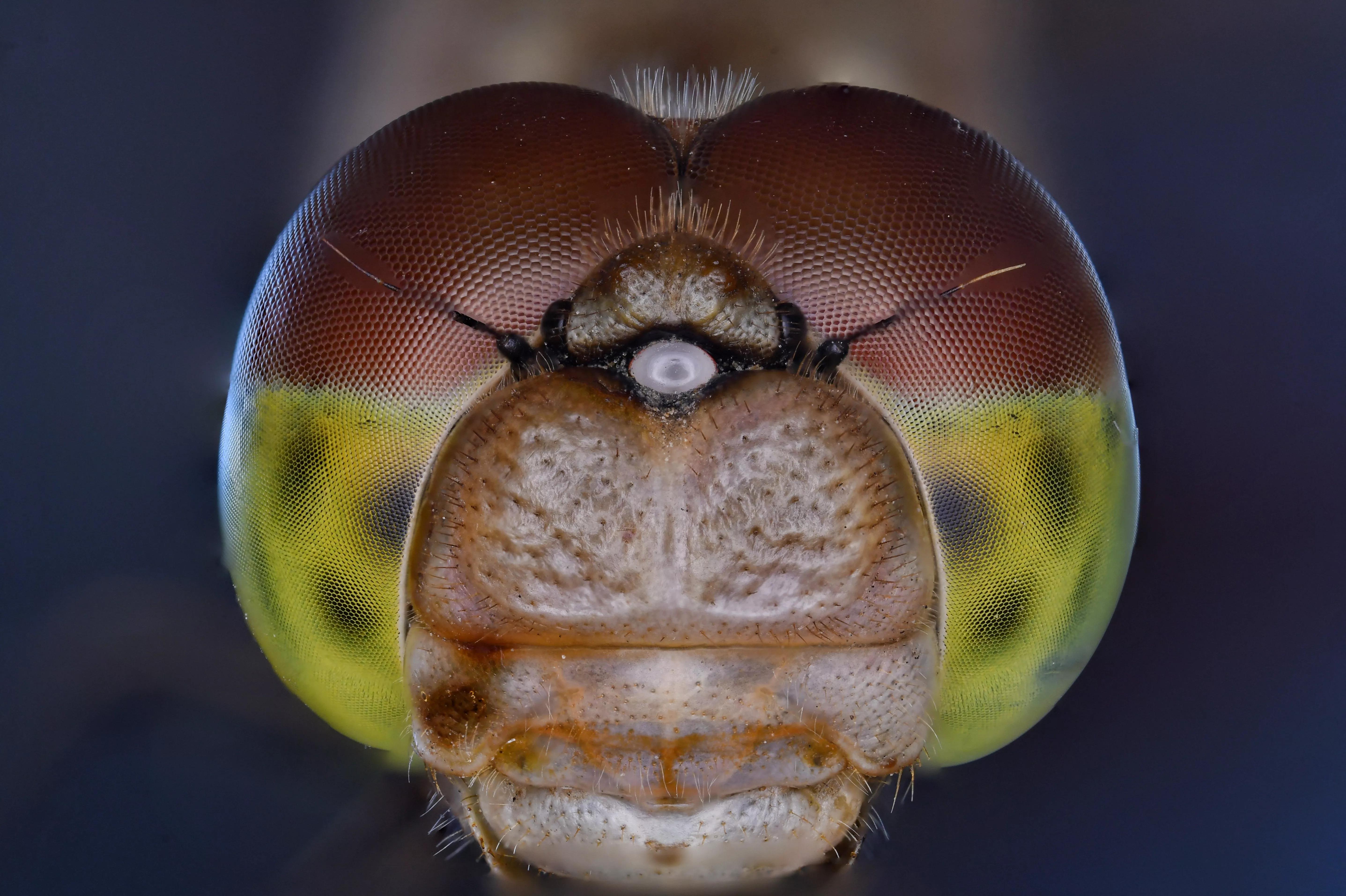 老蛙最强的微距镜头,老蛙25微距镜头