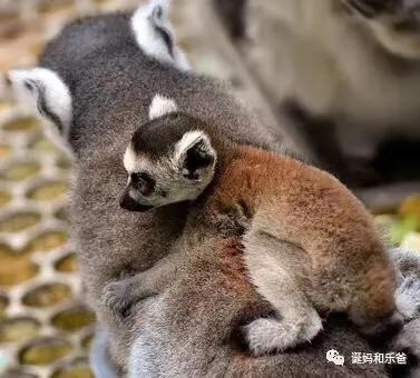 堵奶自己怎么处理？堵奶大户用心分享实战经验经验
