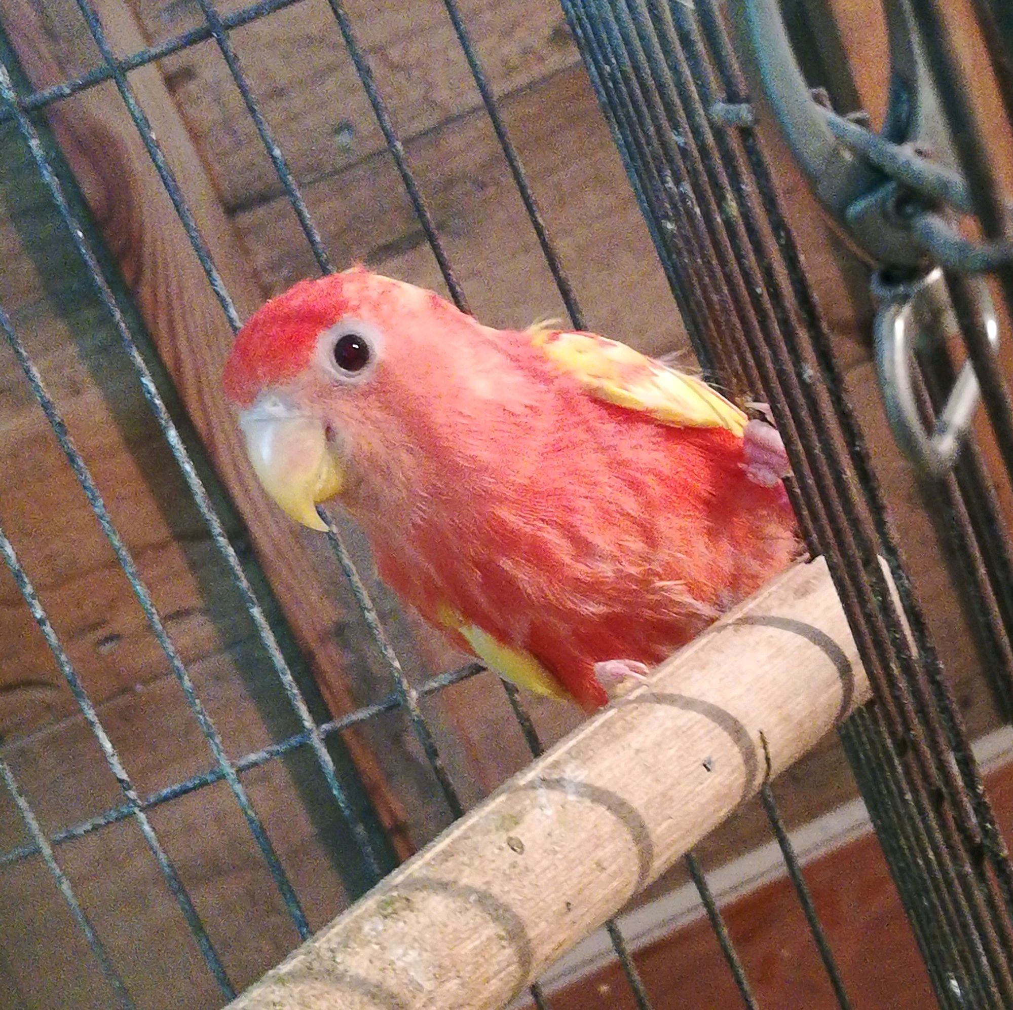 黄桃蓝腰牡丹鹦鹉成长全过程,两只黄桃鹦鹉会生什么