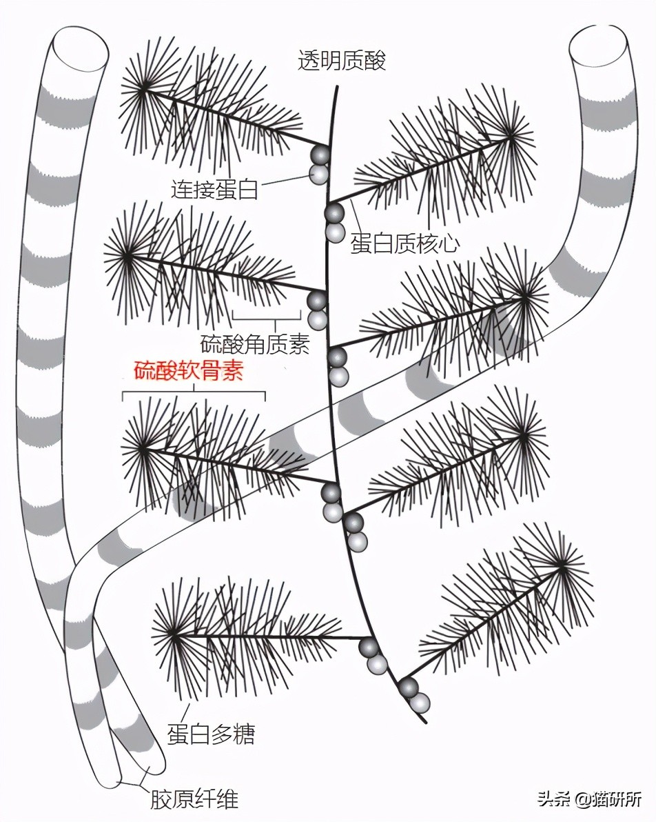 软骨素对膝盖疼有帮助吗,软骨素对全身疼痛有用吗