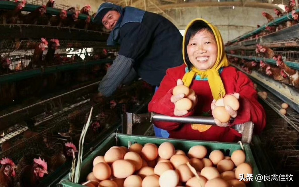 蛋鸡产蛋质量不好怎么办,提高蛋鸡产蛋率的十大技巧