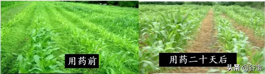 谷宝“六不用”——生态农业的初心与坚守