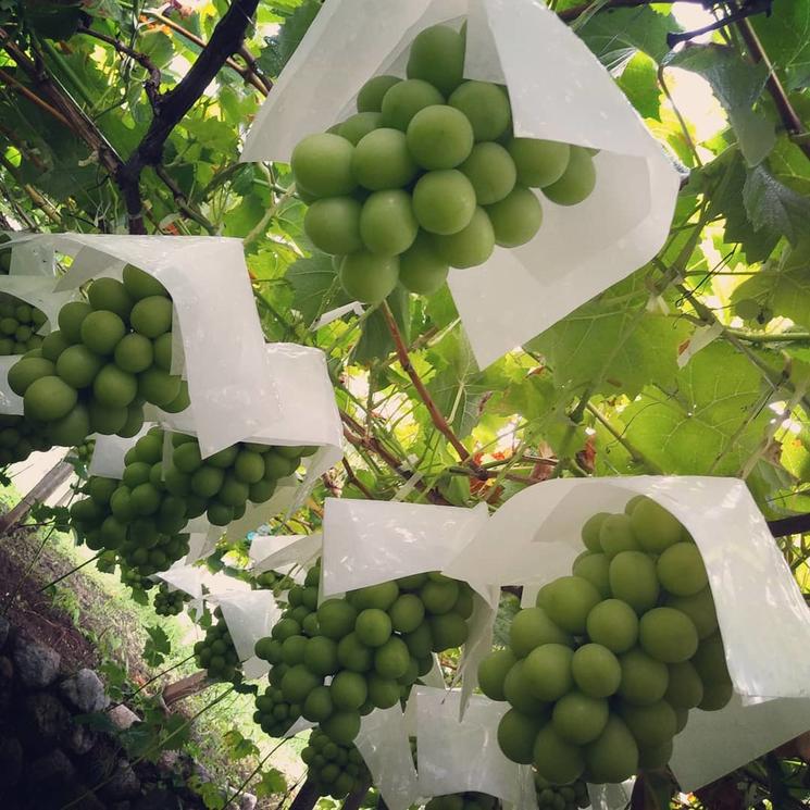 阳光玫瑰保果膨大正确方案,阳光玫瑰膨大期用杀菌药方案