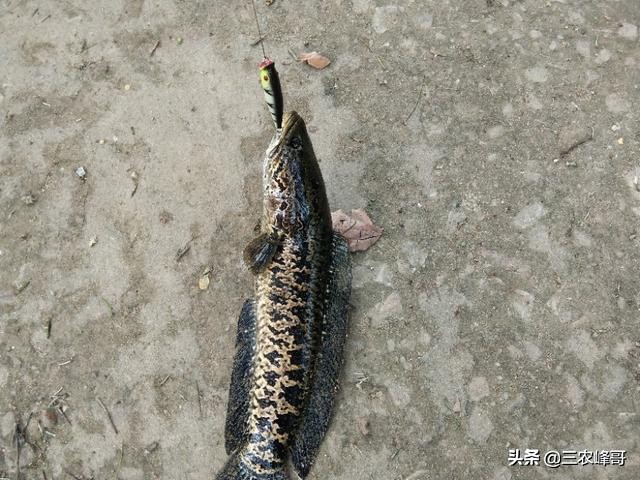 水库怎么用雷蛙打黑鱼,打黑鱼用什么雷蛙最佳